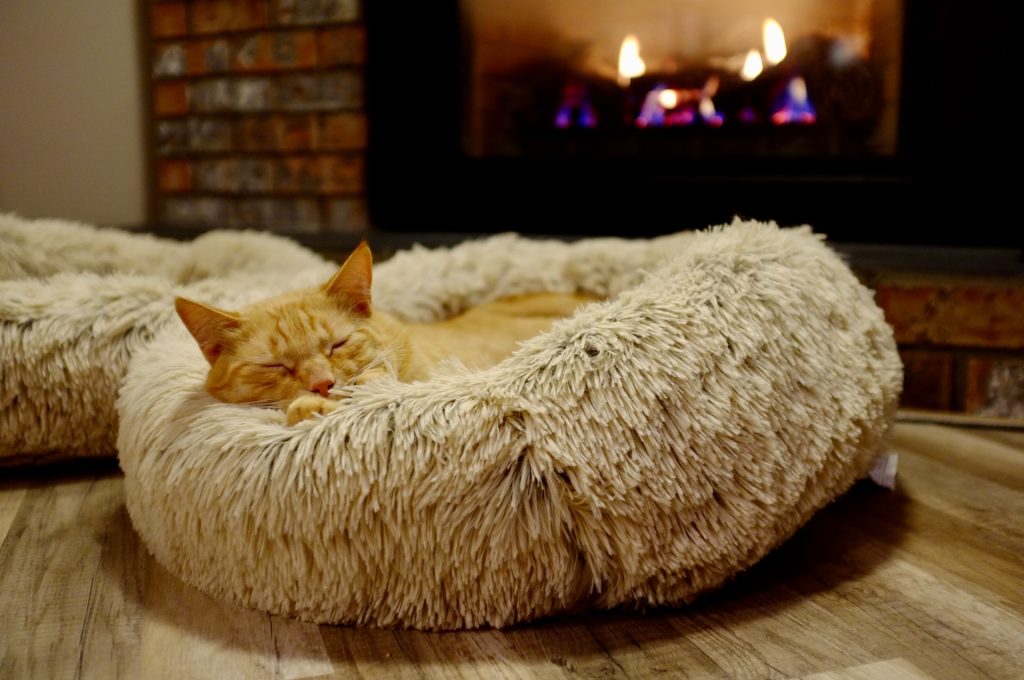 The Ultimate Pet Furniture Buying Guide: Creating A Comfortable Haven ...